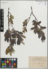 Foto von Salix glauca L. x Salix nigricans Sm.